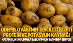 Ödemiş Ovası'nın tescilli lezzeti Protein ve potasyum kaynağı