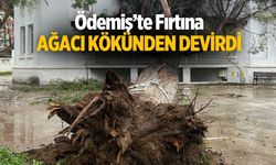 ÖDEMİŞ’TE FIRTINA AĞACI KÖKÜNDEN DEVİRDİ