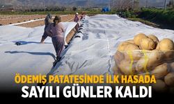 ÖDEMİŞ PATATESİNDE İLK HASADA SAYILI GÜNLER KALDI