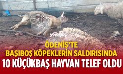 ÖDEMİŞ’TE BAŞIBOŞ KÖPEKLERİN SALDIRISINDA 10 KÜÇÜKBAŞ HAYVAN TELEF OLDU