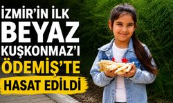 İZMİR’İN İLK BEYAZ KUŞKONMAZ’I ÖDEMİŞ’TE HASAT EDİLDİ