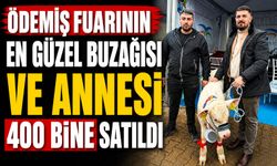 ÖDEMİŞ FUARININ EN GÜZEL BUZAĞISI VE ANNESİ 400 BİNE SATILDI