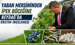 Yaban Mersininden İpek Böceğine Beydağ’da Üretim İncelemesi