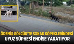 Ödemiş Gölcük’te Sokak Köpeklerindeki Uyuz Şüphesi Endişe Yaratıyor