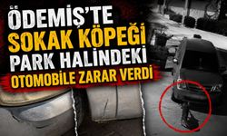 Ödemiş’te sokak köpeği Park Halindeki Otomobile Zarar Verdi