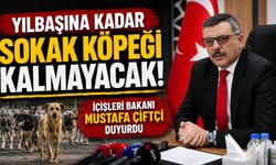 Yılbaşına kadar sokak köpeği kalmayacak! İçişleri Bakanı Mustafa Çiftçi duyurdu