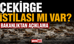 Çekirge istilası mı var? Bakanlıktan açıklama