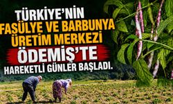 Türkiye’nin fasülye ve barbunya üretim merkezi Ödemiş’te hareketli günler başladı.