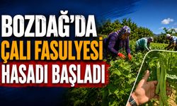BOZDAĞ’DA ÇALI FASULYESİ HASADI BAŞLADI