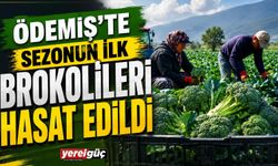 Ödemiş’te Sezonun İlk Brokolileri Hasat Edildi