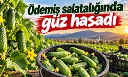Ödemiş salatalığında güz hasadı