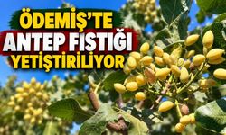 ÖDEMİŞ’TE ANTEP FISTIĞI YETİŞTİRİLİYOR