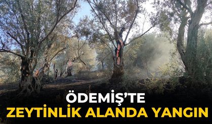 ÖDEMİŞ’TE ZEYTİNLİK ALANDA YANGIN