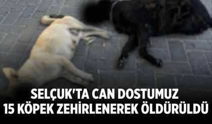 Selçuk'ta can dostumuz 15 köpek zehirlenerek öldürüldü
