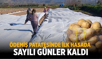 ÖDEMİŞ PATATESİNDE İLK HASADA SAYILI GÜNLER KALDI