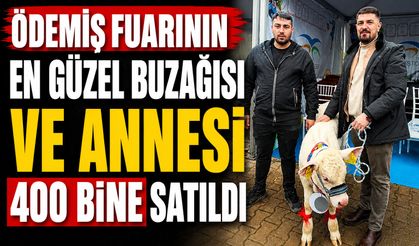 ÖDEMİŞ FUARININ EN GÜZEL BUZAĞISI VE ANNESİ 400 BİNE SATILDI