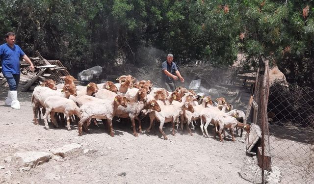İzmir’de Nesli tükenmekte olan Kaçeli koyunu için proje