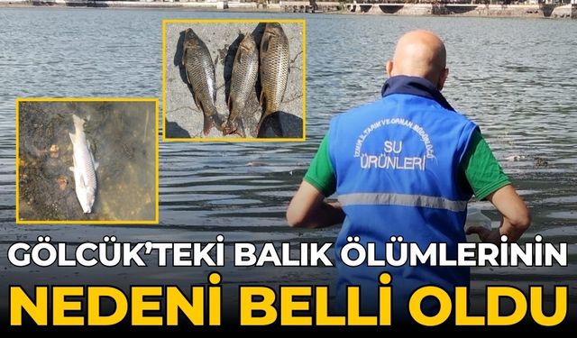 GÖLCÜK’TEKİ BALIK ÖLÜMLERİNİN NEDENİ BELLİ OLDU