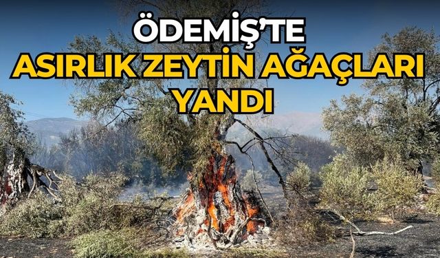 ÖDEMİŞ’TE ASIRLIK ZEYTİN AĞAÇLARI YANDI