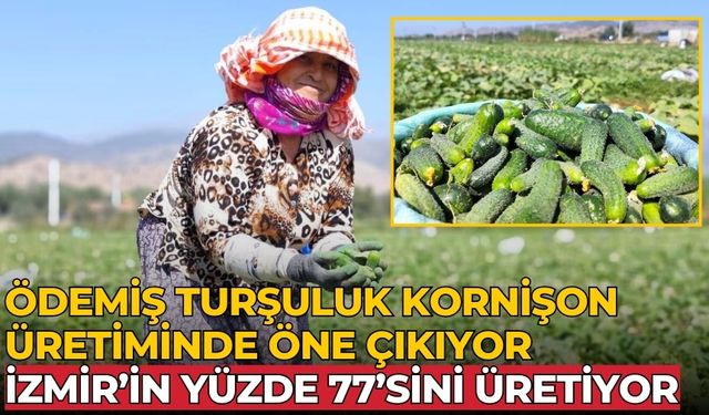 ÖDEMİŞ TURŞULUK KORNİŞON ÜRETİMİNDE ÖNE ÇIKIYOR İZMİR’İN YÜZDE 77’SİNİ ÜRETİYOR