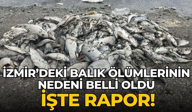 İzmir’deki balık ölümlerinin nedeni belli oldu İşte rapor!