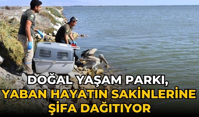 Doğal Yaşam Parkı, yaban hayatın sakinlerine şifa dağıtıyor