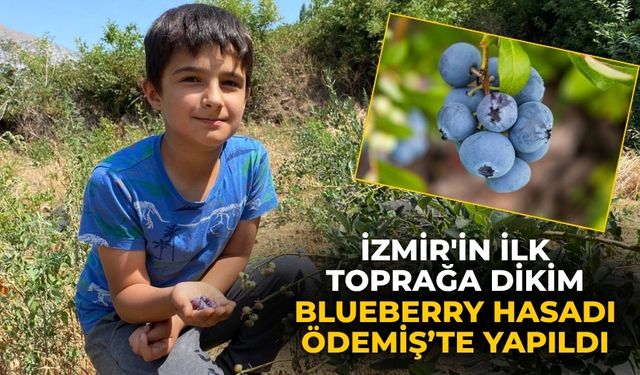 İzmir'in ilk toprağa dikim blueberry hasadı Ödemiş’te yapıldı