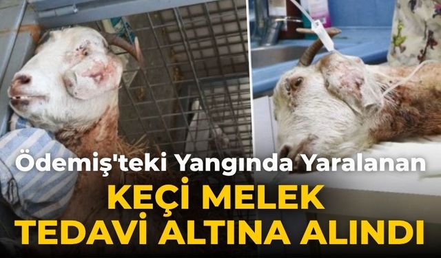 Ödemiş'teki Yangında Yaralanan Keçi Melek Tedavi altına alındı