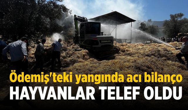 Ödemiş'teki yangında acı bilanço Hayvanlar telef oldu!