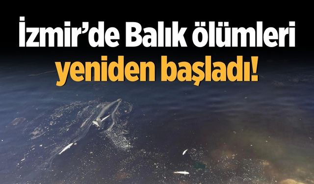 İzmir’de Balık ölümleri yeniden başladı!