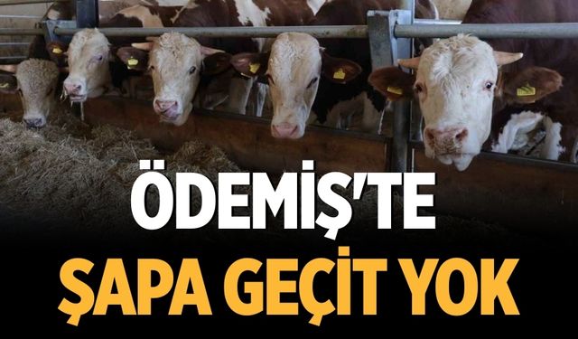 Ödemiş'te şapa geçit yok!
