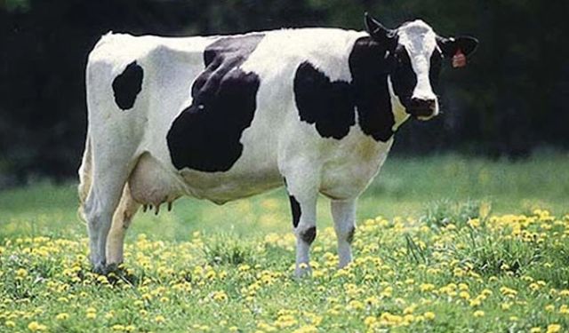 Üretici borç batağında Tire’de İcradan satılık sığır!