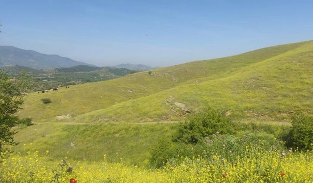 DSİ'nin Ödemiş’teki projesine zeytinlik vetosu!
