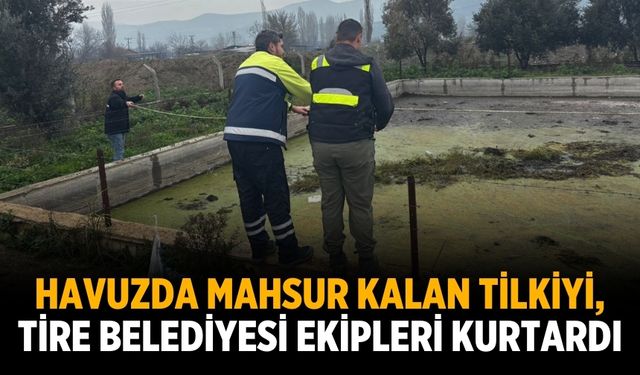 Havuzda mahsur kalan tilkiyi, Tire Belediyesi ekipleri kurtardı