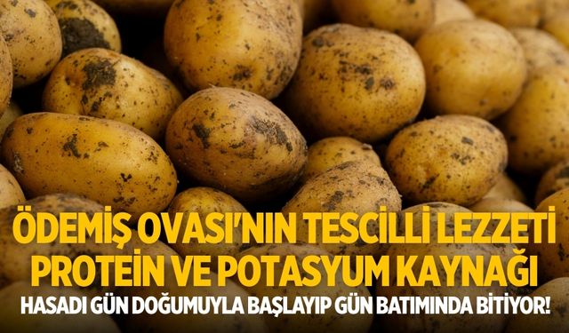 Ödemiş Ovası'nın tescilli lezzeti Protein ve potasyum kaynağı