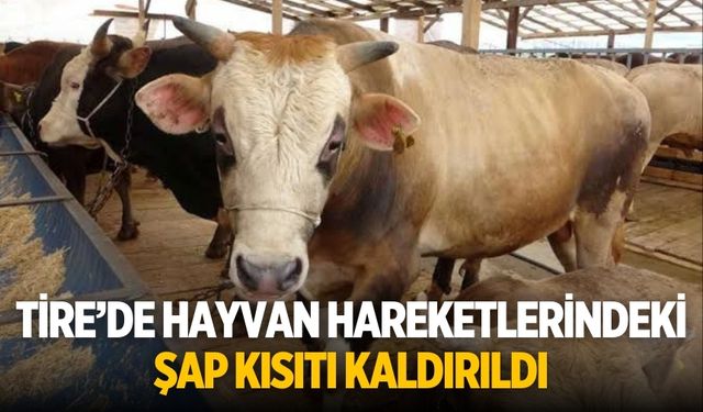 Tire’de Hayvan Hareketlerindeki Şap Kısıtı Kaldırıldı
