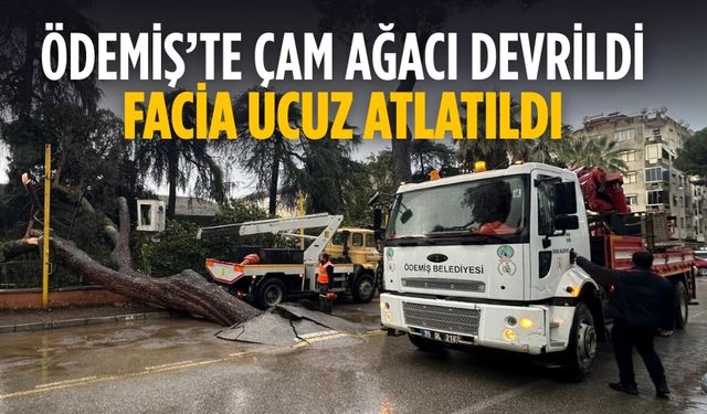 ÖDEMİŞ’TE ÇAM AĞACI DEVRİLDİ FACİA UCUZ ATLATILDI