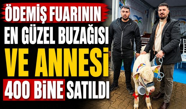 ÖDEMİŞ FUARININ EN GÜZEL BUZAĞISI VE ANNESİ 400 BİNE SATILDI