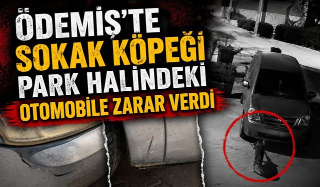 Ödemiş’te sokak köpeği Park Halindeki Otomobile Zarar Verdi