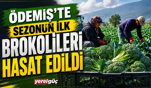 Ödemiş’te Sezonun İlk Brokolileri Hasat Edildi