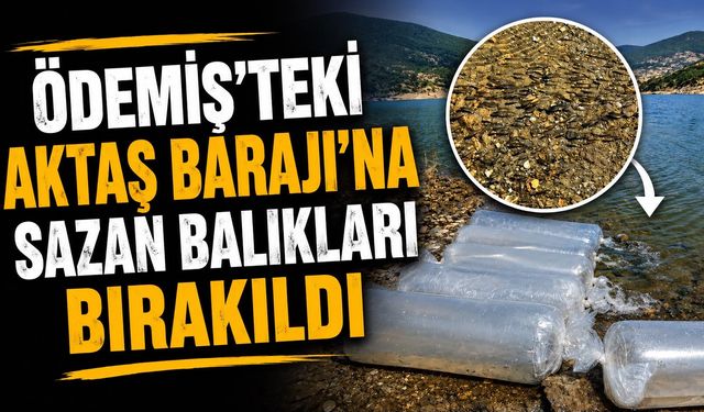 Ödemiş’teki Aktaş Barajı’na Sazan Balıkları bırakıldı