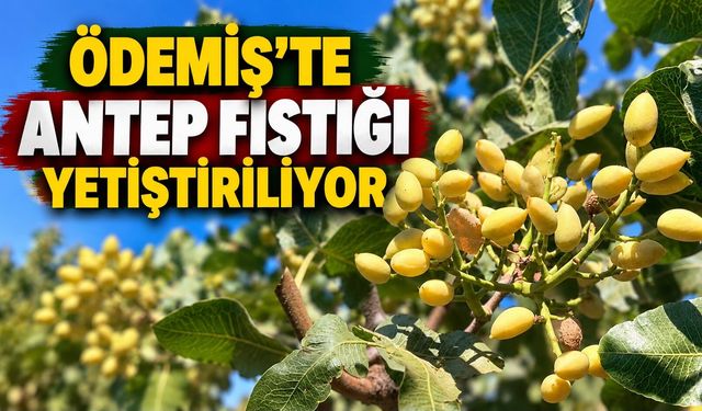 ÖDEMİŞ’TE ANTEP FISTIĞI YETİŞTİRİLİYOR