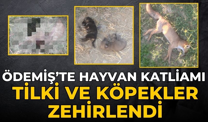 ÖDEMİŞ’TE HAYVAN KATLİAMI Tilki ve köpekler zehirlendi