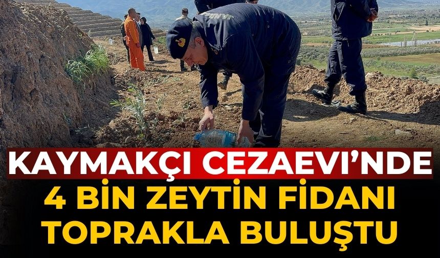 KAYMAKÇI CEZAEVI’NDE 4 BİN ZEYTİN FİDANI TOPRAKLA BULUŞTU