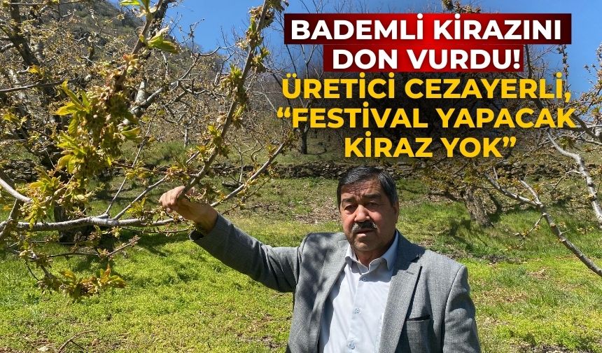 BADEMLİ KİRAZINI DON VURDU! Üretici Cezayerli, “Festival Yapacak Kiraz Yok”