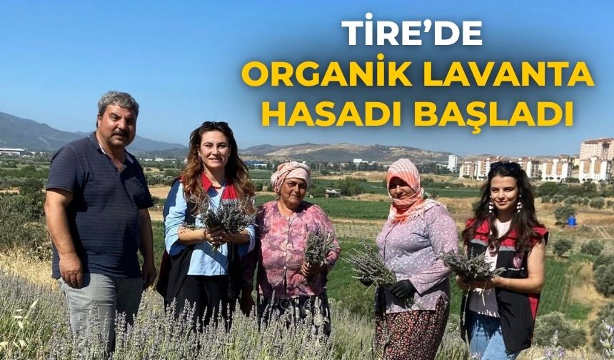 Tire’de Organik Lavanta Hasadı Başladı