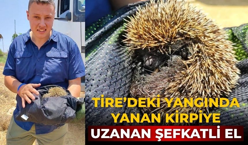 Tire’deki yangında Yanan kirpiye uzanan şefkatli el