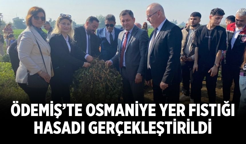Ödemiş’te Osmaniye Yer Fıstığı Hasadı Gerçekleştirildi