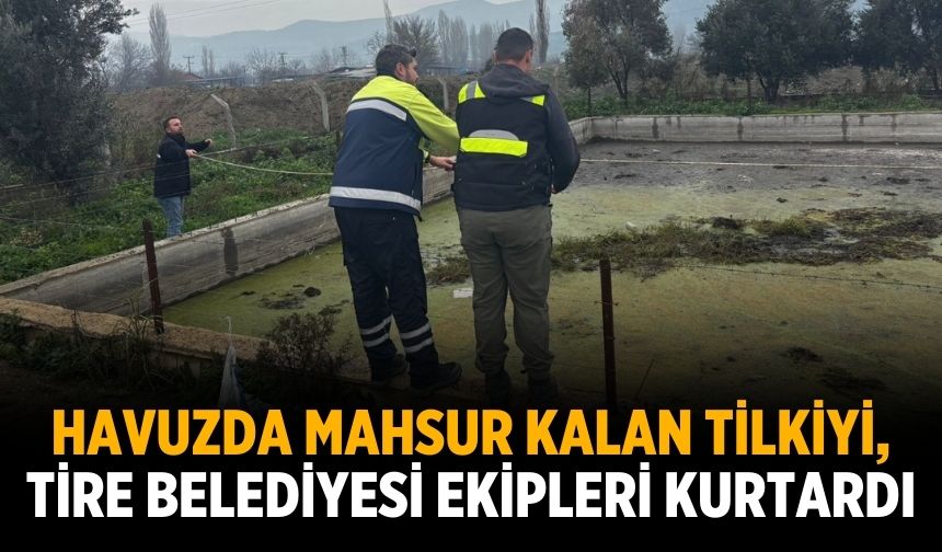 Havuzda mahsur kalan tilkiyi, Tire Belediyesi ekipleri kurtardı
