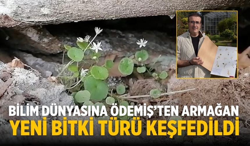 Bilim Dünyasına Ödemiş’ten Armağan Yeni Bitki Türü Keşfedildi